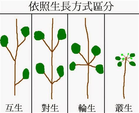葉子生長在莖上的位置稱為什麼